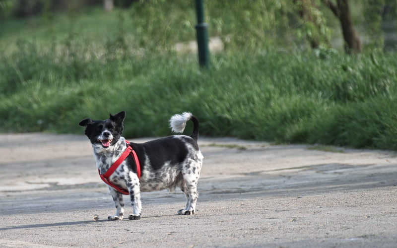 fur, nature, running, animal photography, dog, cute, animal themes, domestic animal, road, photography, 4K, one animal, focus, grass, motion, breed, mouth open