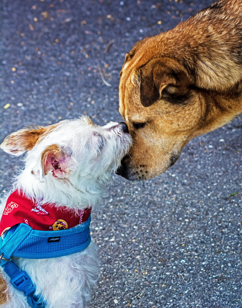 looking, one animal, friendship, no people, animal themes, scarf, domestic animals, 4K, animal body part, pets, collar, day, breed, animal, street, dogs