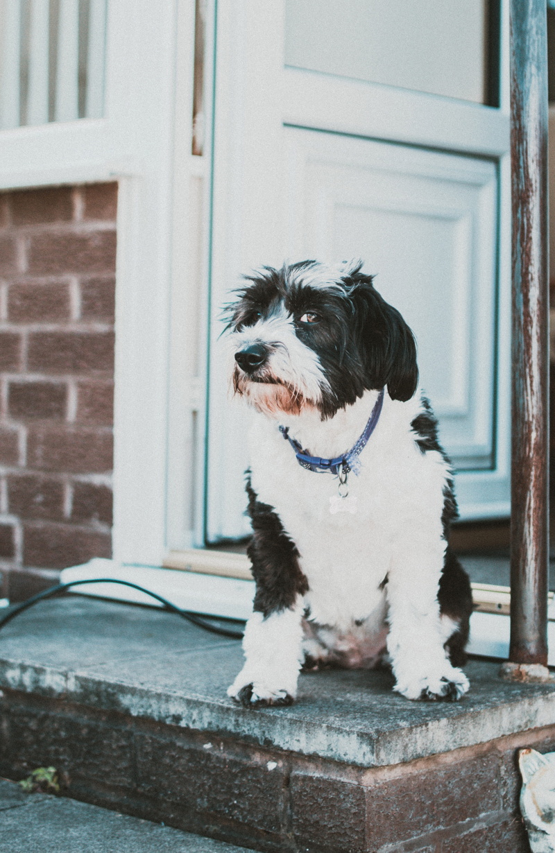 sitting, canine, animal, domestic animal, looking, doorstep, no people, focus on foreground, adorable, door, built structure, animal photography, domestic animals