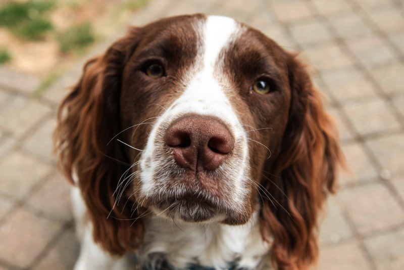 focus on foreground, high angle view, focus, whisker, 4K, snout, breed, close, whiskers, depth of field, vertebrate, animal body part, pets, day, looking