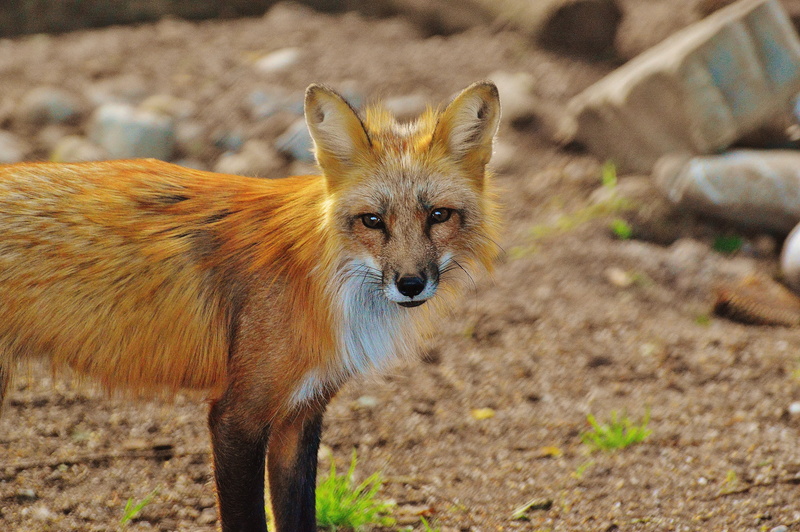 animal photography, nature, domestic, canidae, field, focus on foreground, day, animal, fur, 5K, ground, wild animal, red fox, blur, portrait, close-up