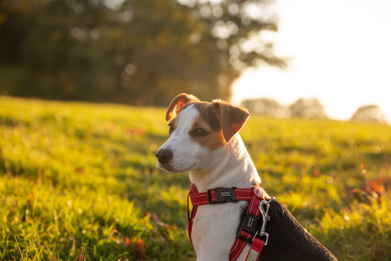 jack russell terrier, pet collar, adorable, looking away, photo, field, animal photography, dog, collar, animal, close, pet, animal head, depth of field