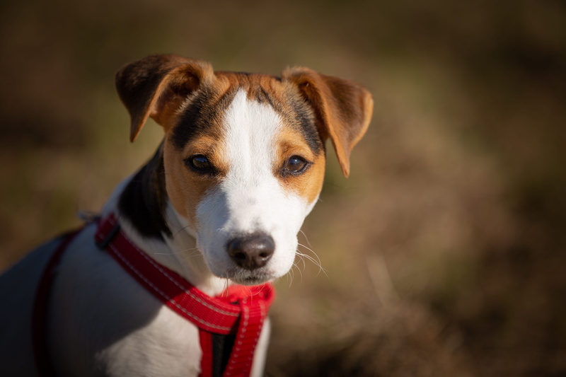 rusell, photo, leash, looking at camera, blur, terrier, pet collar, pets, animal head, domestic animal, 5K, canine, animal body part, vertebrate, pet
