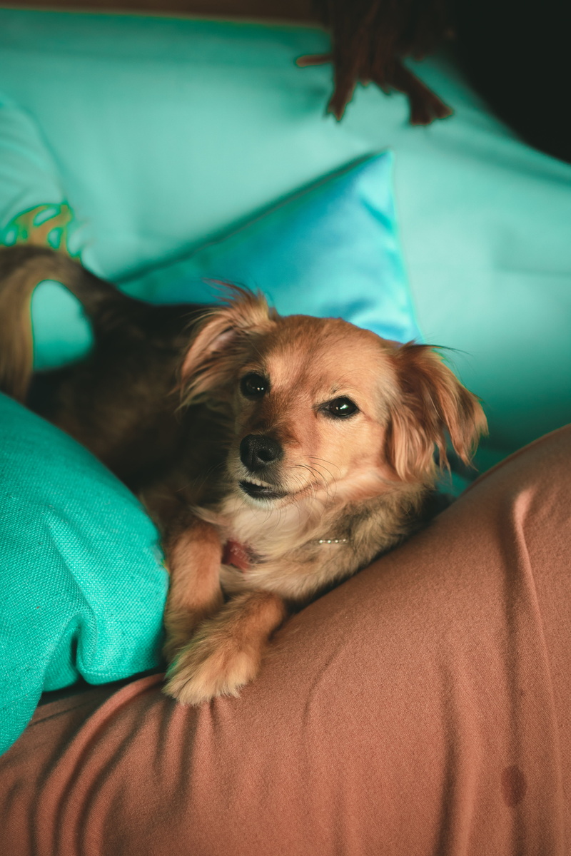 blur, canidae, domestic animals, resting, lying, portrait, canine, pets, young animal, people, dog, vertebrate, one animal, domestic animal, bed, Lying down