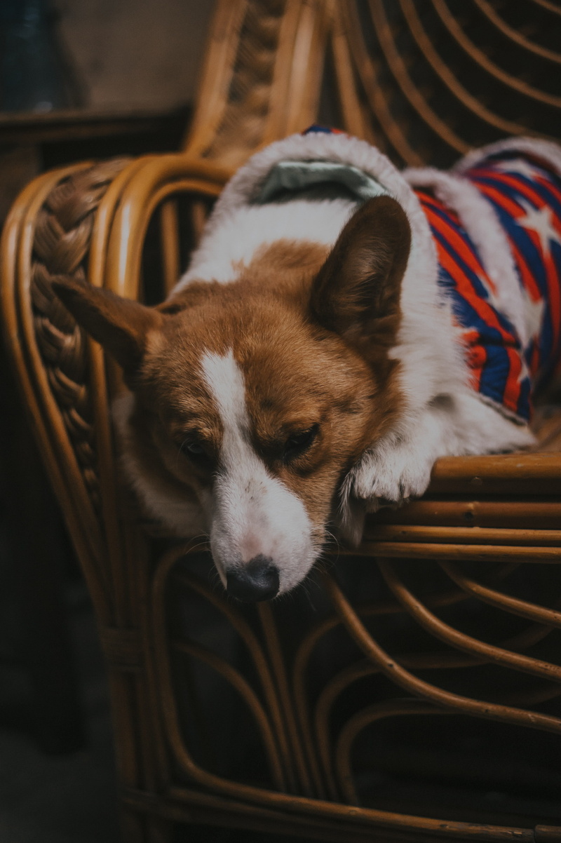 resting, basket, fur, adorable, purebred, mammal, laying, cute, lying, canidae, vertebrate, one animal, container, animal, 4K, close, breed, pets, home
