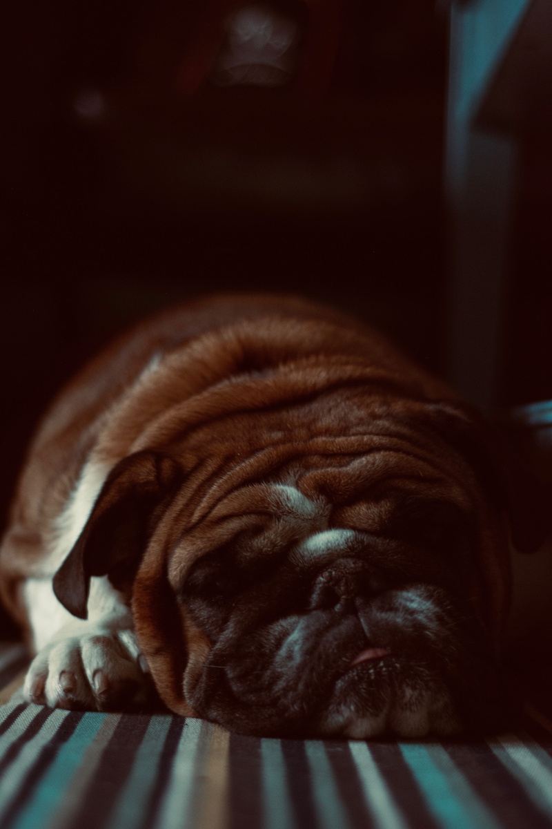 animal head, 5K, pug, dog, no people, pets, animal themes, lying, animal photography, animal body part, resting, sleeping, napping, fur, rest, lying down