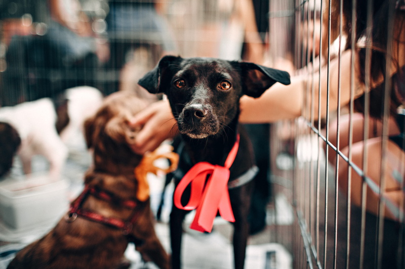focus on foreground, domestic, black, depth of field, pets, puppy, pet, love, dog, blur, cute, one animal, adorable, mammal, looking, incidental people