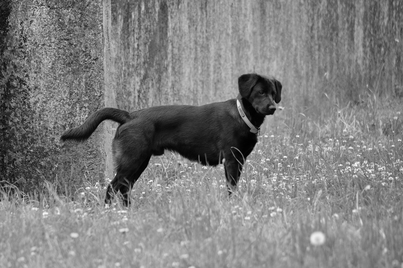 Quadruped, Canine, grass, black and white, field, domestic animal, side view, dog, mammal, one animal, Labrador, animal themes, 5K, nature, canidae, black labrador