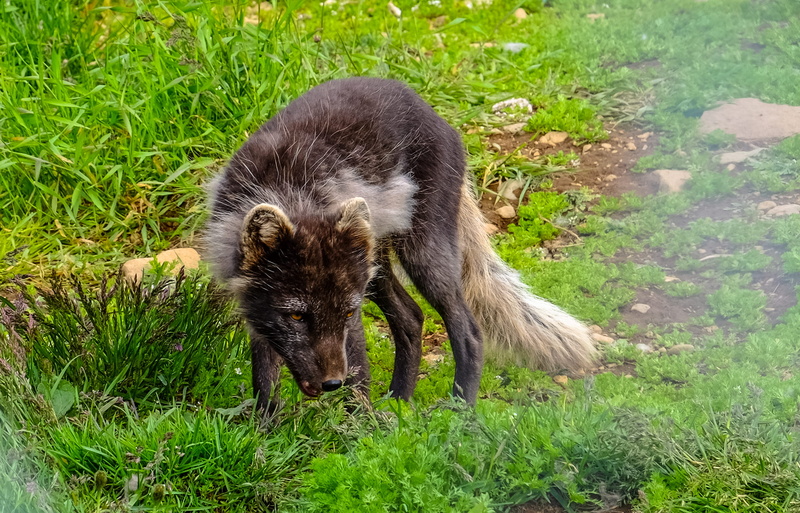 land, furry, one animal, nature, animal themes, field, fox, grass, looking, canine, canidae, outdoors, young animal, high angle view, animals in the wild