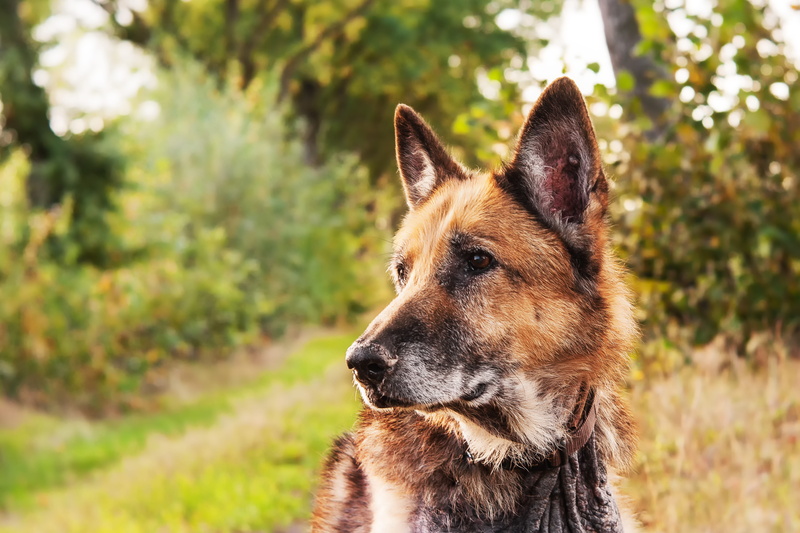 animal themes, animal, adult, canidae, german, barking, day, domestic, cute, one animal, pets, nature, photography, land, snout, german shepherd, sunlight