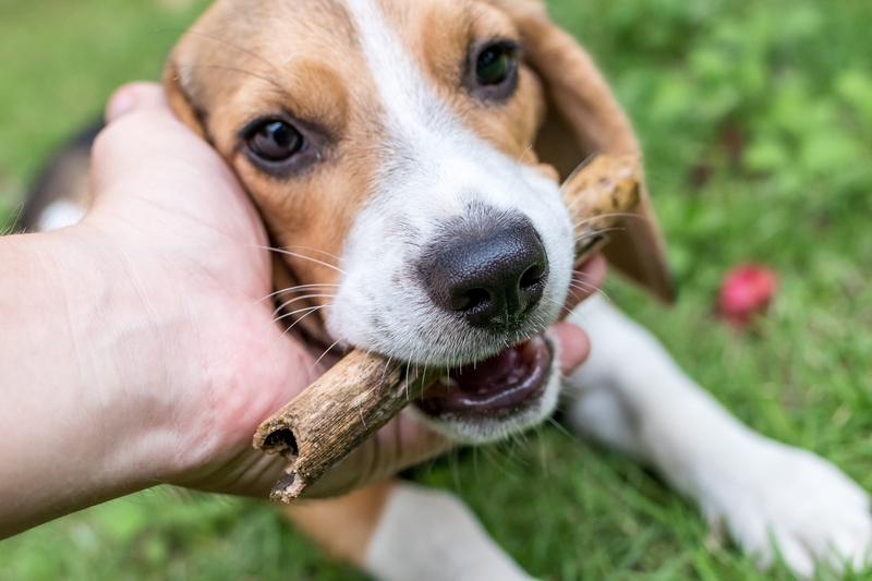 holding, domestic animal, 5K, domestic, eyes, canine, wood, whiskers, close-up, beagle, human hand, mammal, puppy, animal, hand, border collie, animal body part