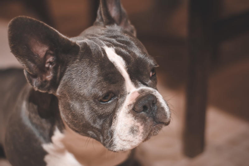 focus on foreground, domestic, depth of field, no people, animal body part, looking, blur, breed, snout, animal themes, close, animal photography, adorable