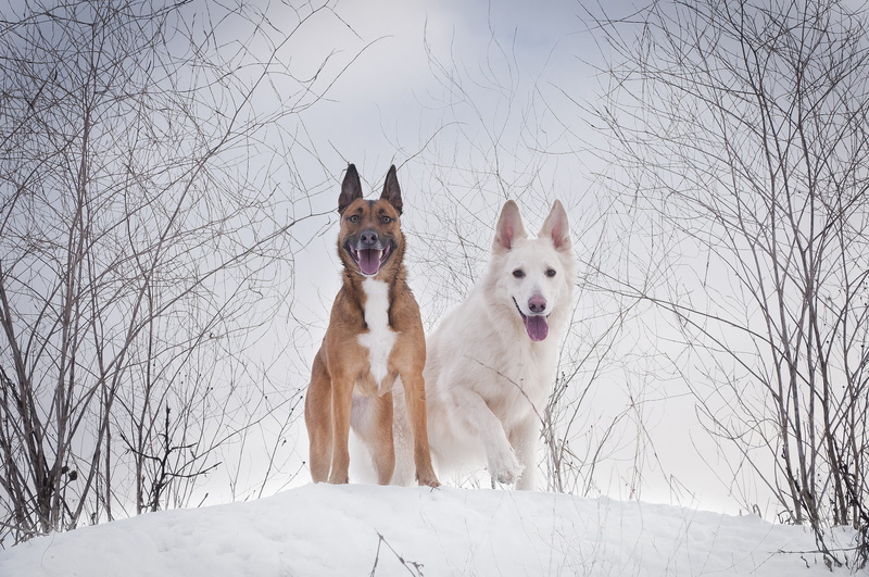 bare tree, snow, field, canine, dogs, mammal, tree, animal, cold temperature, pets, 4K, cold, two, no people, animal themes, land, standing, canidae, dog