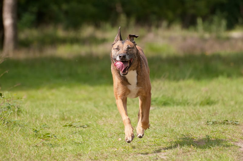 mechelseherder, pets, nature, grass, sticking out tongue, canine, no people, plant, canidae, mammal, dierenras, domestic animals, running, dog, mouth open