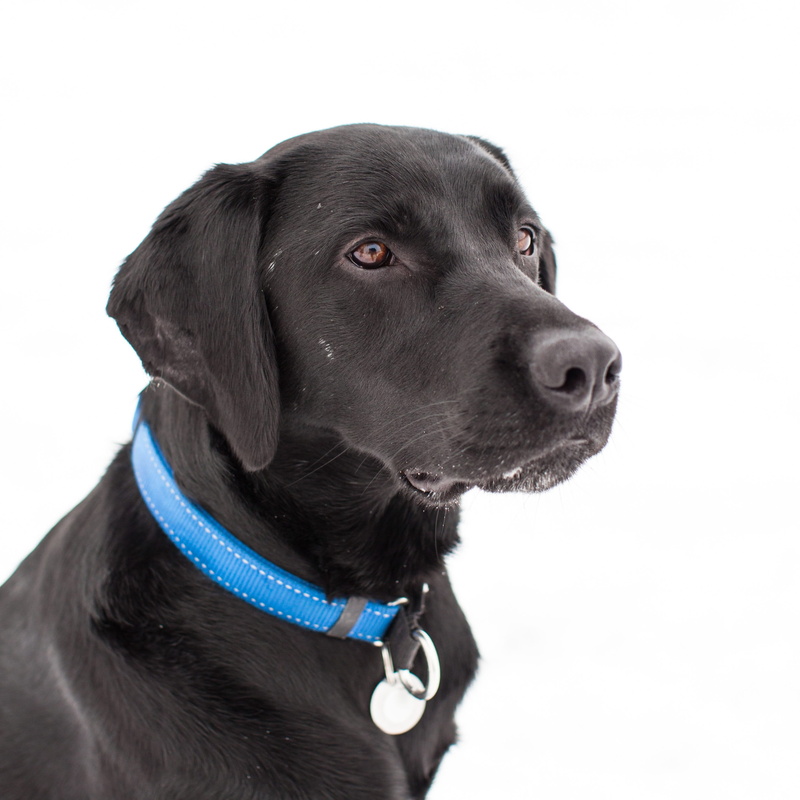 collar, pet collar, animal, animal themes, vertebrate, looking, black labrador, domestic animals, canidae, canine, 2K, pets, labrador retriever, retriever
