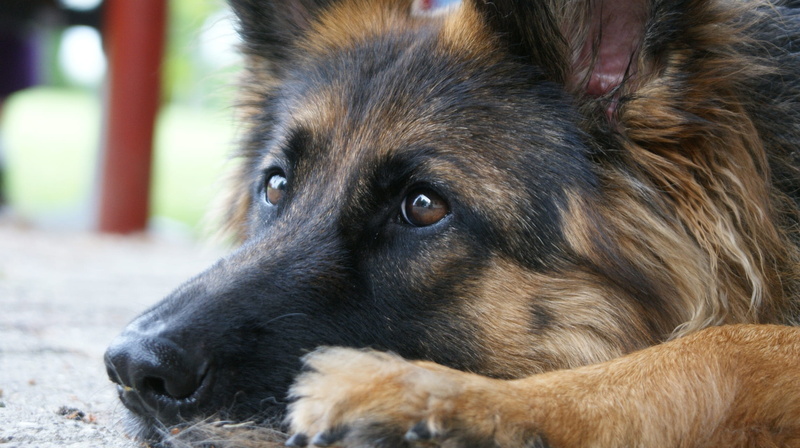 canidae, german shepherd, vertebrate, cute, pets, looking away, 1080P, snout, animal eye, dog, canine, no people, animal kingdom, domestic, looking, shepherd dog