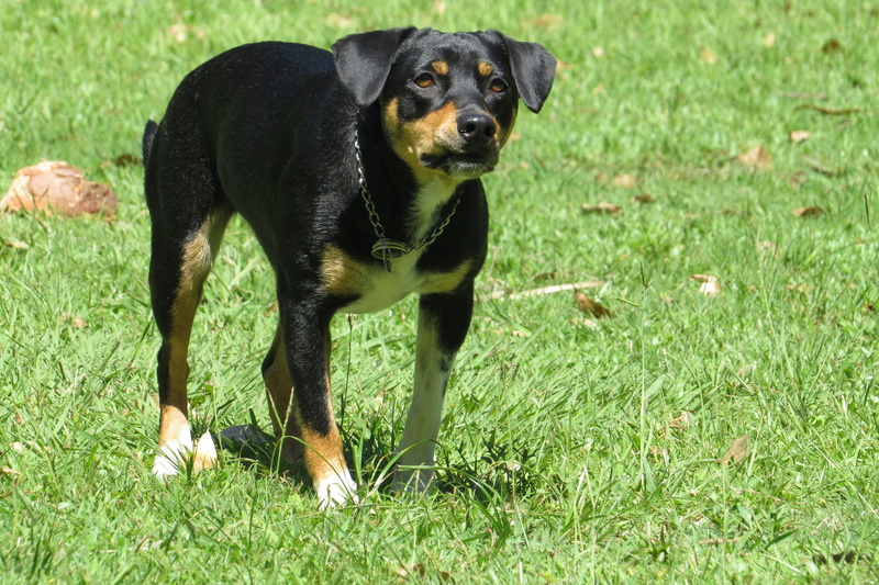 black color, vertebrate, growth, mammals, dog, no people, attack, pets, lawn, land, plant, one animal, day, animal themes, outdoors, 4K, animal, domestic animals