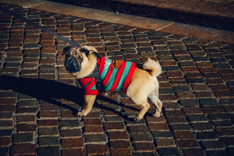 pet, animal, domestic animals, adorable, footpath, dog, fur, no people, wearing, animal photography, one animal, pets, clothing, photo, canidae, purebred