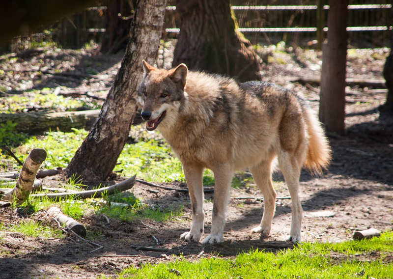 domestic, wild, pack animal, no people, animal themes, carnivores, nature, predator, sunlight, vertebrate, animal wildlife, animal world, plant, field