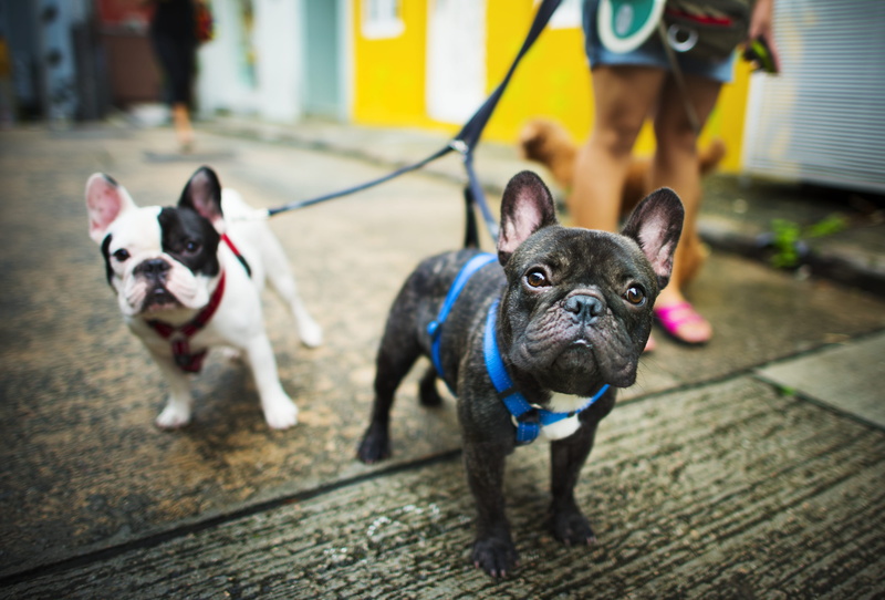 blur, domestic animals, french, close, animal photography, focus on foreground, bulldog, pets, outdoors, adorable, one animal, incidental people