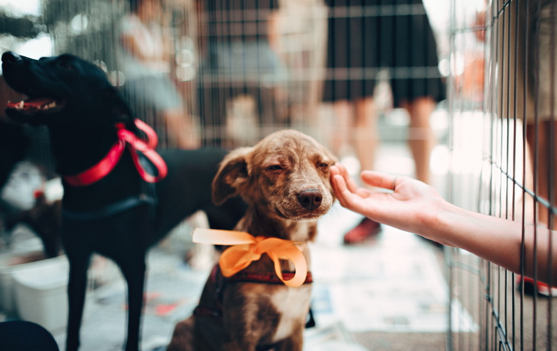 ribbons, day, animal lover, rescue dog, person, pet owner, dog leash, canidae, animal, architecture, focus, dog collar, touching, hand, brown, city, love