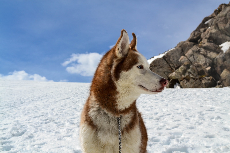dog, brown, mammal, domestic animal, cute, snowy, pet, domestic, wolf, sled dog, breed, canidae, animal, siberian husky, outdoors, cold temperature, looking away