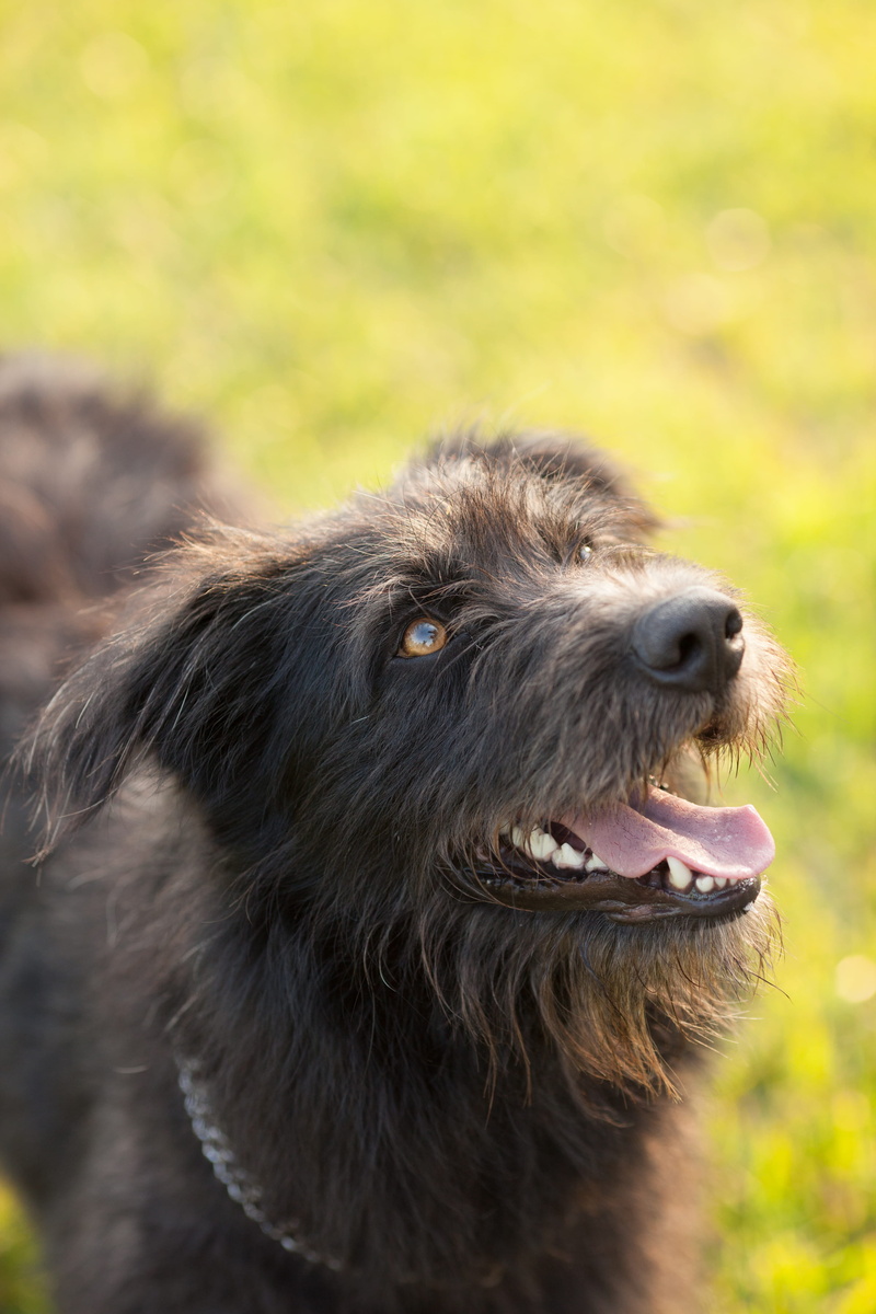 eye, adorable, dog, looking away, animal mouth, domestic, pets, day, depth of field, no people, snout, vertebrate, photography, animal, focus, fur, canidae