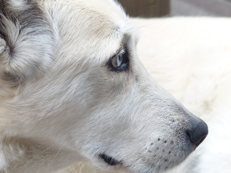 pet, 4K, mammal, coated, siberian husky, canine, face, close-up, animal, canidae, animal photography, day, domestic, eye, fur, snout, animal body part