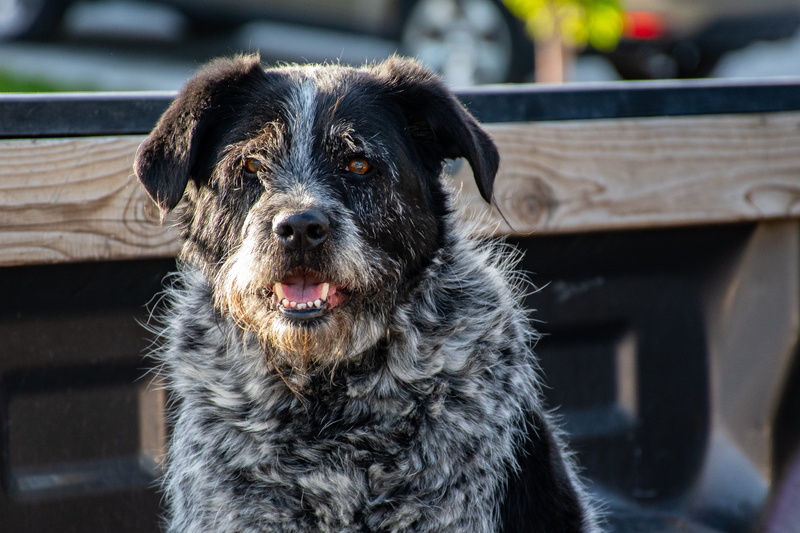 black color, close-up, close, black, domestic animals, canine, purebred, animal, animal body part, looking at camera, fur, terrier, portrait, blur, one animal
