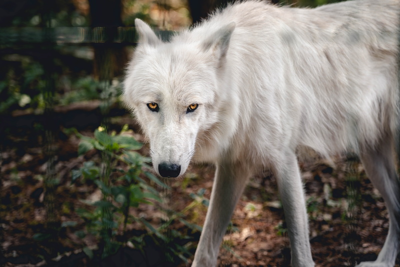gray wolf, depth of field, animal, day, outdoors, mammal, fur, focus on foreground, standing, close-up, one animal, dog, staring, animal themes, wild animal