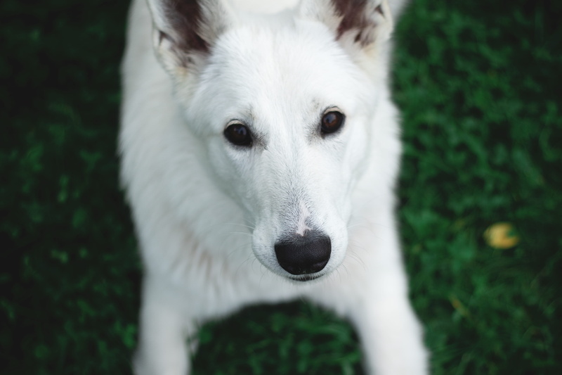 animal body part, animal photography, adorable, pets, cute, portrait, pet, focus, animal head, photography, looking at camera, animal themes, vertebrate