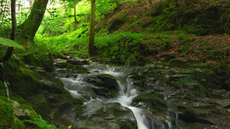 tree, trees, rainforest, non-urban scene, tropical Rainforest, moss, flowing, springtime, tranquil Scene, uncultivated, scenics - nature, land, stone - Object