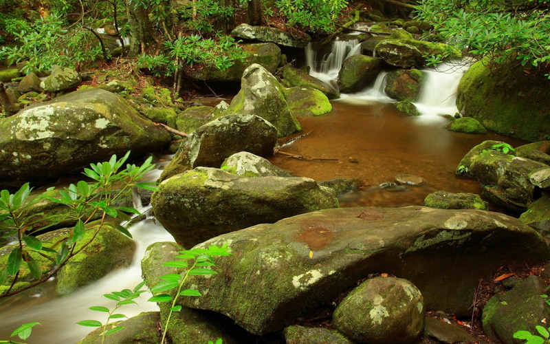 tree, beauty In Nature, day, tranquil Scene, rainforest, outdoors, tropical Rainforest, springtime, murmur, river, stream - flowing water, environment