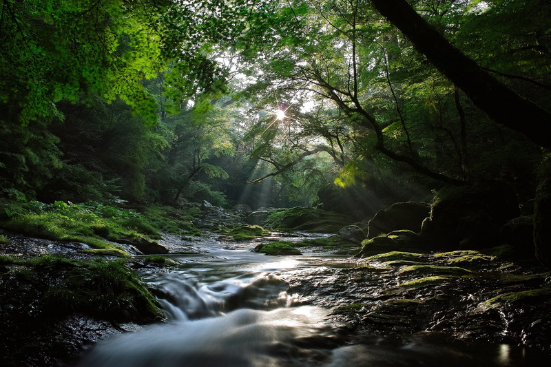 moss, leaf, green, wood, forest, green Color, lush Foliage, summer, trees, no People, stone - Object, stones, light, saturated, stream, 1080P