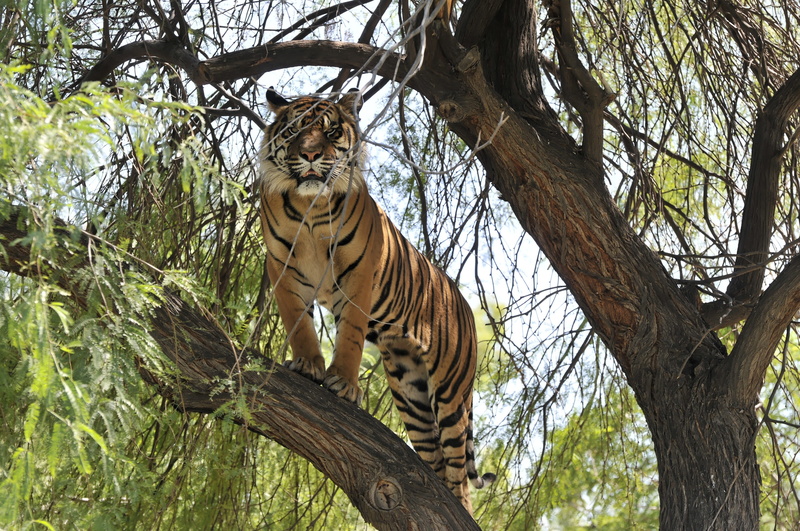 carnivore, one animal, hunter, 4K, low angle view, tiger, tree, mammal, fur, predator, wildlife, animals in the wild, no people, tree trunk, feline, branch