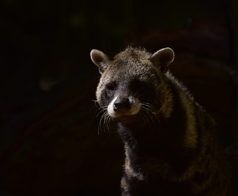 day, animals in the wild, looking at camera, carnivores, dangerous, close-up, tooth, vertebrate, forest, predator, mammal, outdoors, 4K, hair, raccoon