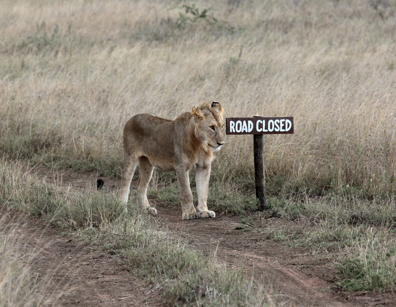 text, animal photography, road, side view, grass, plant, fur, predator, animal, lion, wildlife, park, vertebrate, felidae, one animal, danger, animal themes