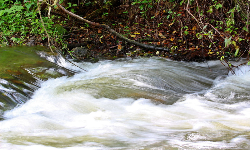 day, nature, flowing water, clear, flow, waters, motion, blurred motion, growth, murmur, tree, power in nature, waterfront, plant, beautiful, long exposure