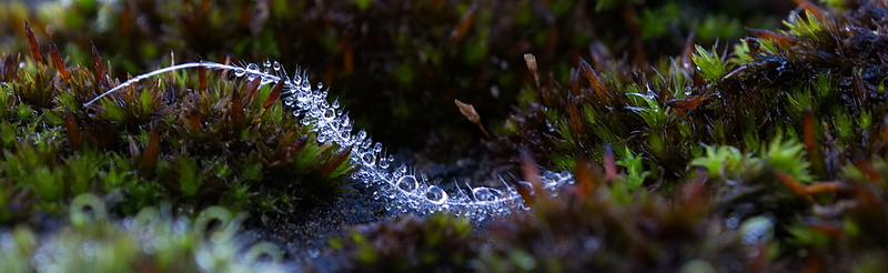 day, ornamental garden, growth, 2K, plant, macro, long exposure, beaded, splash, drip, flowing, moss, plant part, droplets, drop of water, green color
