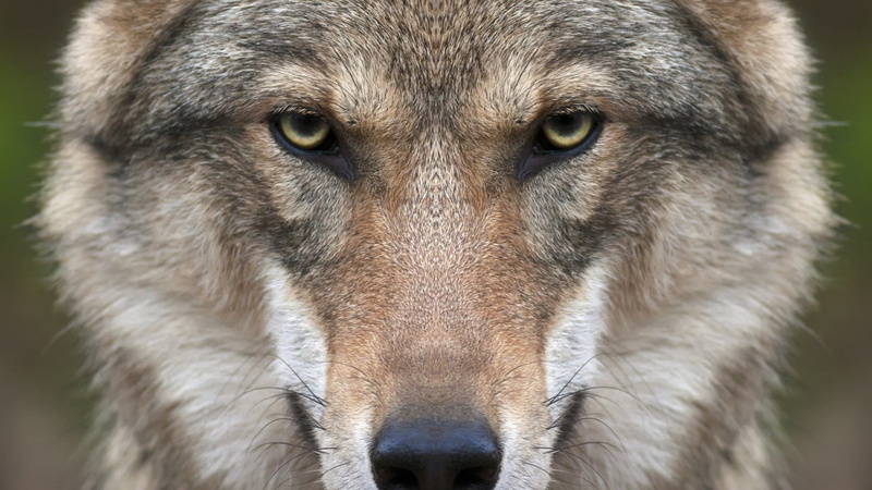 symmetry, animal body part, face, dog, front view, eye, close-up, closeup, animal wildlife, 1080P, brown, animals in the wild, mammal, portrait, one animal
