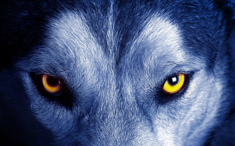 eye, yellow eyes, animal eye, vertebrate, no people, portrait, mammal, front view, one animal, close-up, canine, whisker, domestic animals, domestic, body part