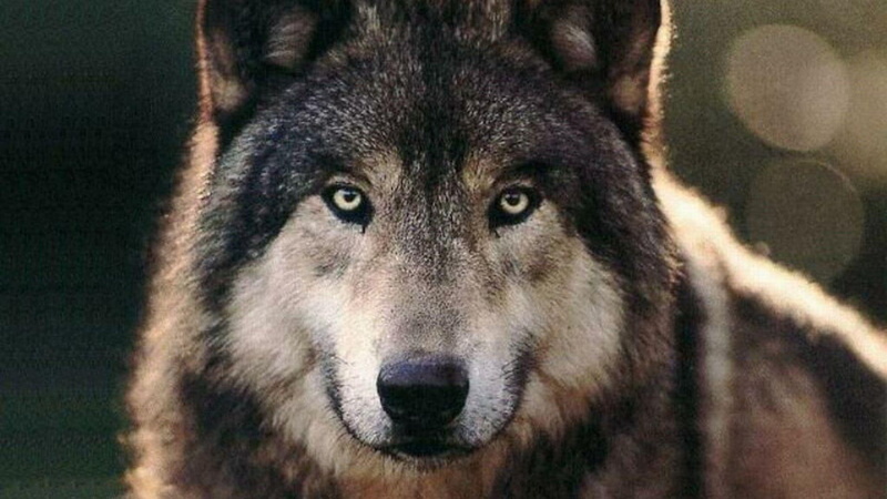 wildlife, life, eyes, wild animal, animals, nature, wolf, 1080P