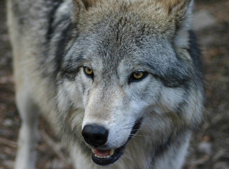 animals in the wild, day, dog, looking, one animal, no people, close-up, portrait, mammal, looking at camera, 720P, animal eye, animal, Muzzle, animal head