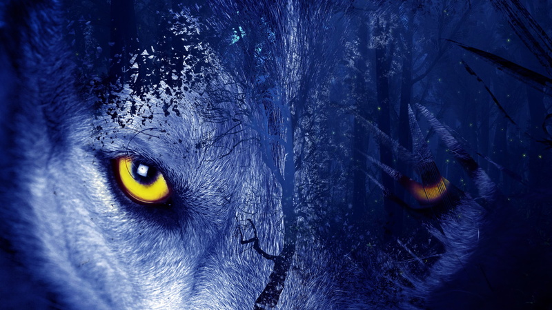 domestic, mammal, close-up, 4K, eye, animal head, animal wildlife, cat, artistic, wolf eyes, no people, animal, one animal, iris - eye, domestic animals