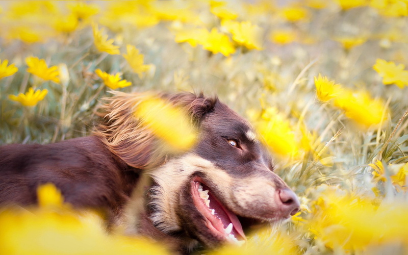 animal head, plant, close-up, animal themes, teeth, outdoors, looking, yellow, mammal, flowering plant, tongue, growth, puppy, young Animal, brown, grass