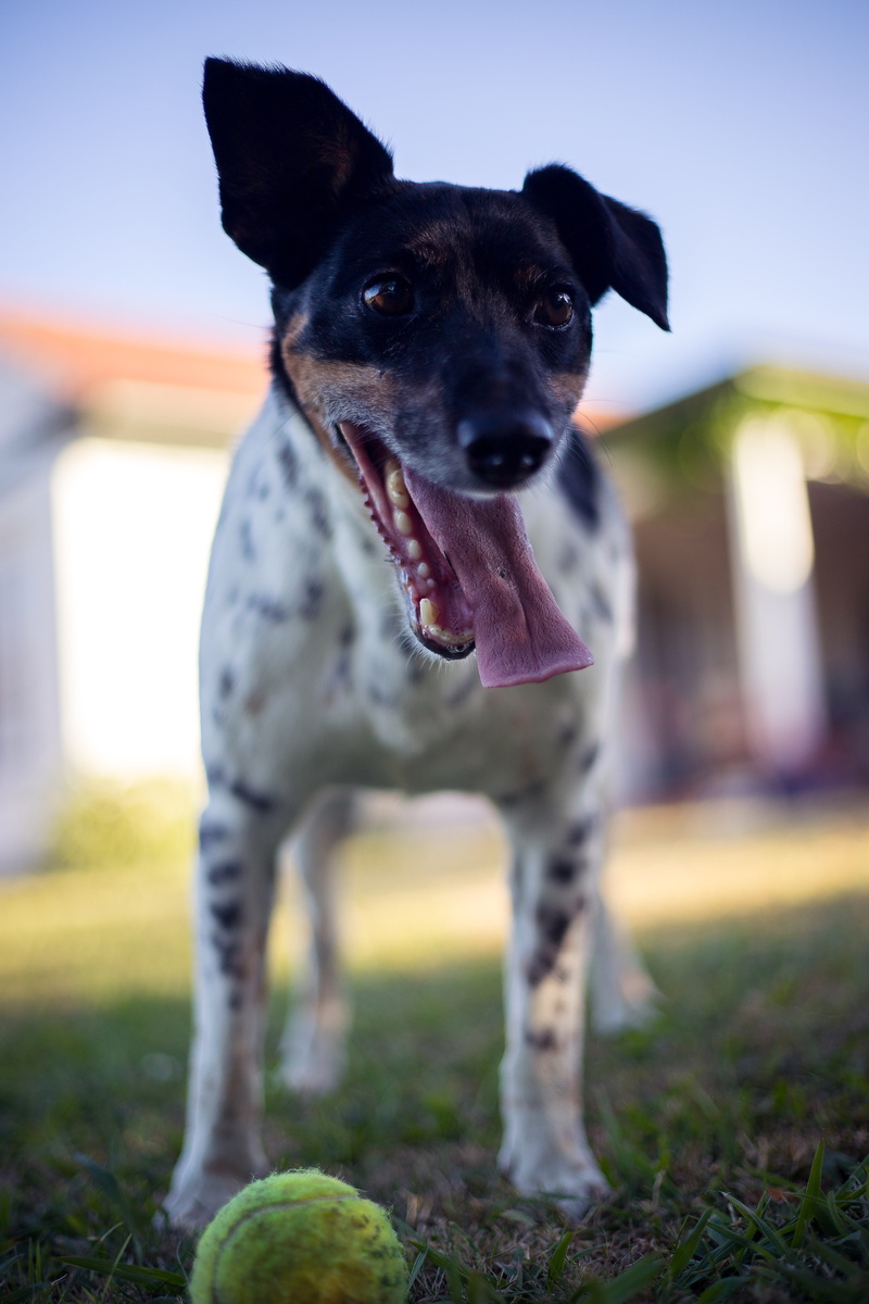 ball, mouth open, green, rat, canine, terrier, no people, animal themes, brown, photography, looking at camera, grass, face, focus on foreground, selective