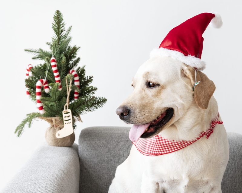 pets, domestic animal, christmas decoration, labrador retriever, sofa, labrador, christmas, tree, hat, pet, christmas ornament, one animal, adorable, mammal