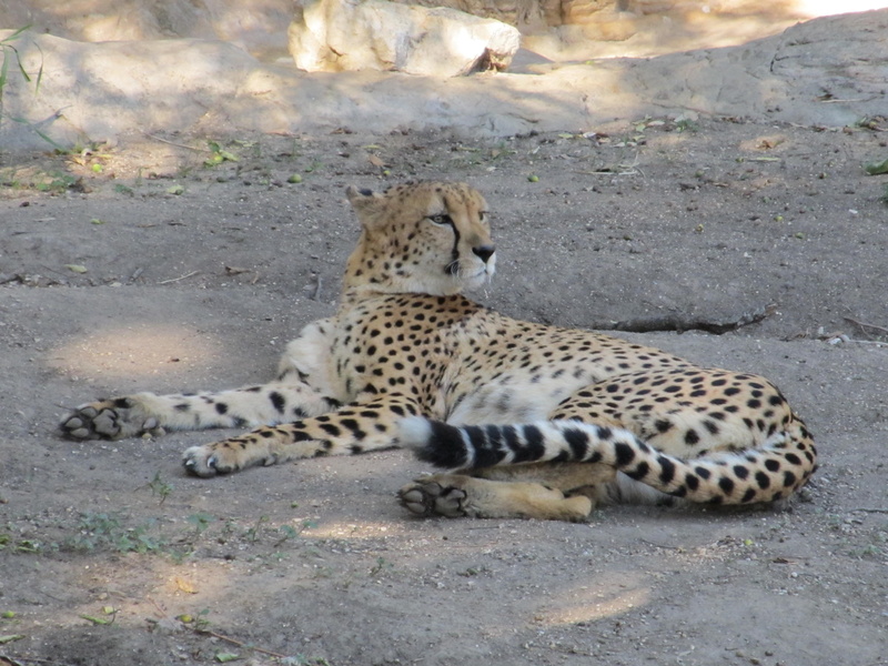 2K, vertebrate, animal wildlife, land, cheetah, nature, zoo, resting, animal themes, outdoors, one animal, feline, fast, day, no people, cat, big cat