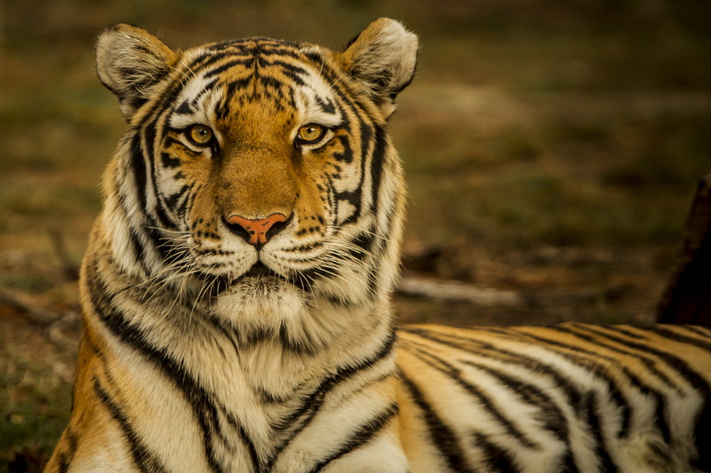 whisker, lying, cat, animal, portrait, animals in the wild, focus, bengal tiger, 2K, outdoors, nature, tiger, looking at camera, big cat, animal head