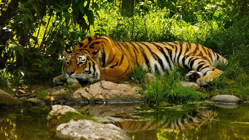 carnivora, africa, safari, animals in the wild, water, fierce, domestic cat, striped, no people, dangerous, feline, whiskers, wild, animal wildlife, beast